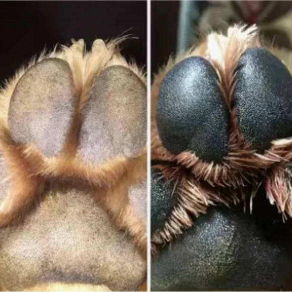 Protect 🐶 your dog’s 🐾 paws in the SUMMER HEAT 🥵 🛍️ paw 🐾 balm - Picture 5 of 11